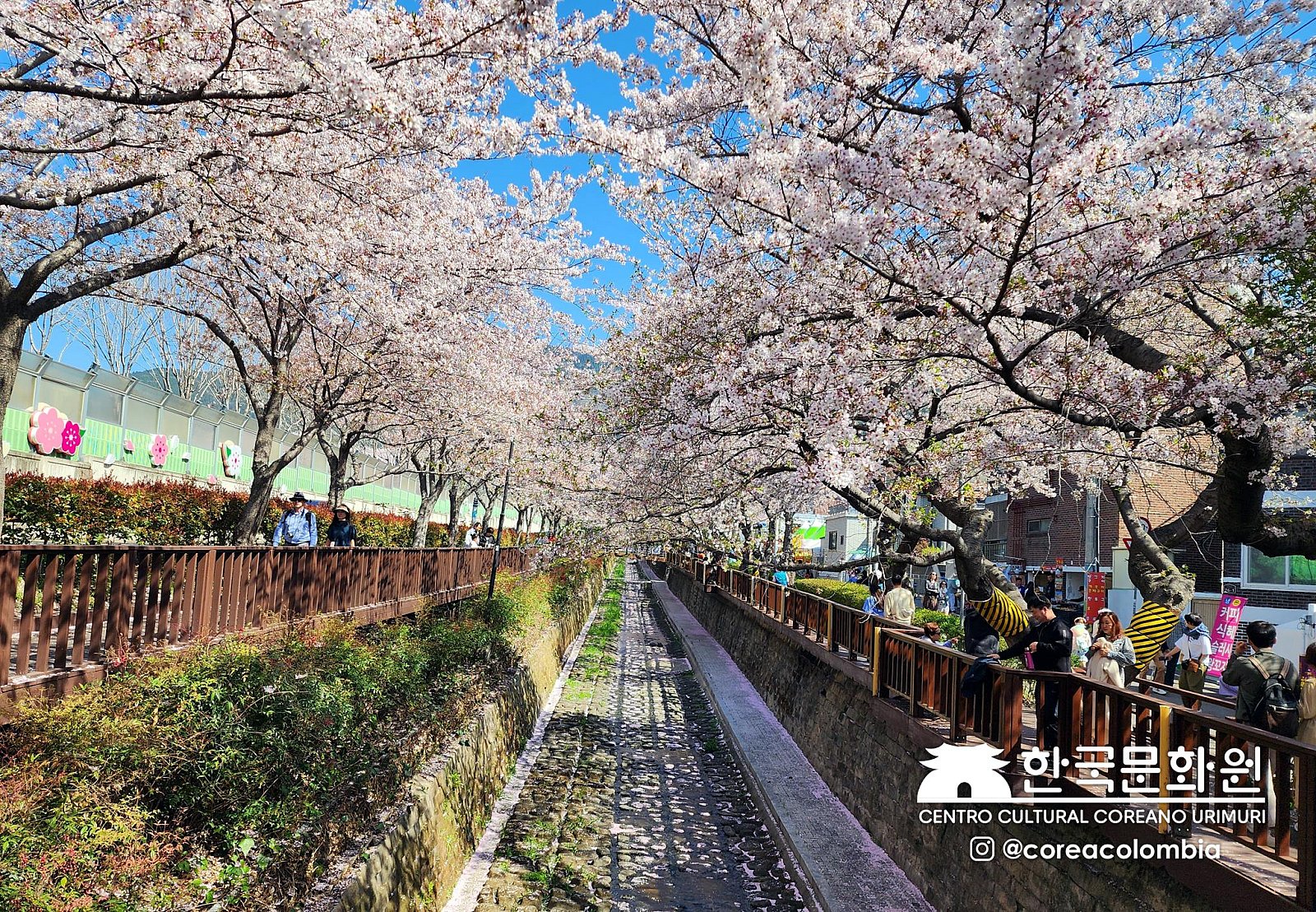 Tour a Corea Primavera 2023